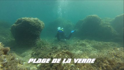 Plongée plage de la Verne 13 juillet 2013