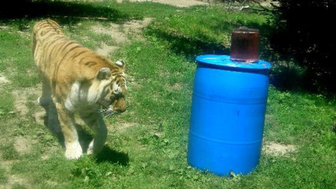 Heatwave Inspires Animal Bloodsicles And Indie Band Names