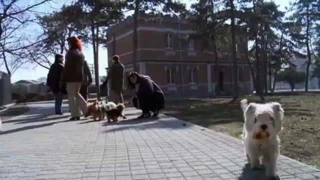 Pet Protector - Get Rid Of Fleas, Ticks and Chemicals Forever! (ID 10007)