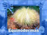 BIOLOGIA AULA 29 -- MOLUSCOS E EQUINODERMAS Parte 1 - YouTube