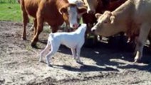 Dog Meets Cows