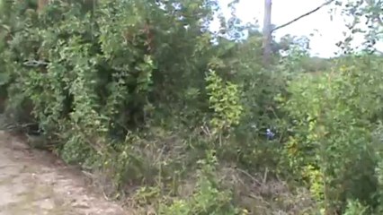 Bradenton FL Raspberry Caribbean Crazy Ants 2 of 2