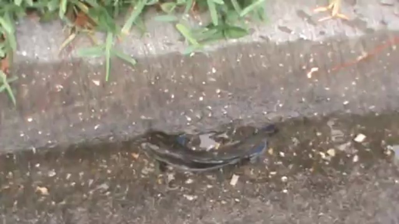 Walking Catfish in Venice Neighborhood