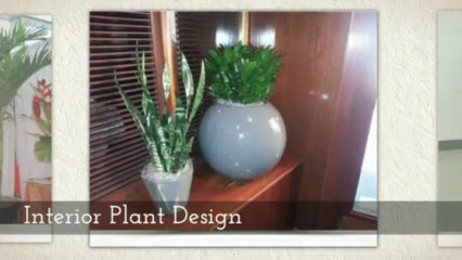 Plant Services Tampa, FL 33606, 8667526899 Call Now!