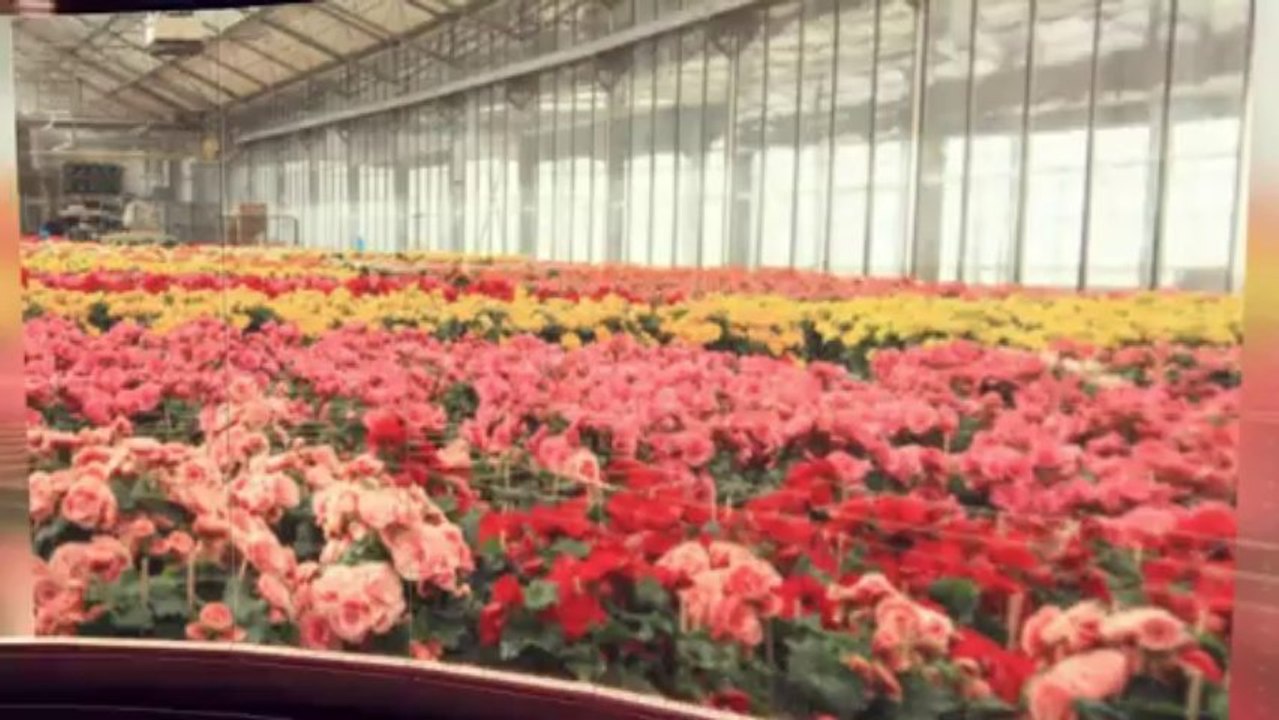 Petite Annonce Horticulture et jardinage usagé au Québec