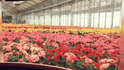 Petite Annonce Horticulture et jardinage usagé au Québec