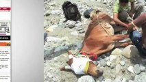 Mule Stranded for 27 Days Finally Rescued