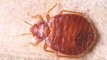 Courtroom Evacuated After Witness Noticed Bedbugs on Man's Neck