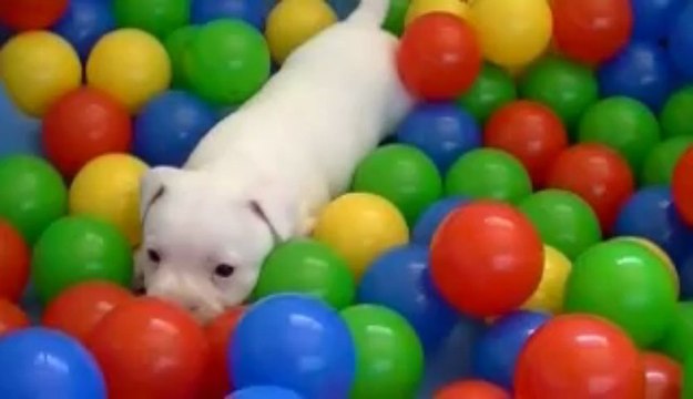 32. Chiot staffordshire bull terrier vidéo 32 de la 11ème portée de STAFFORDLAND