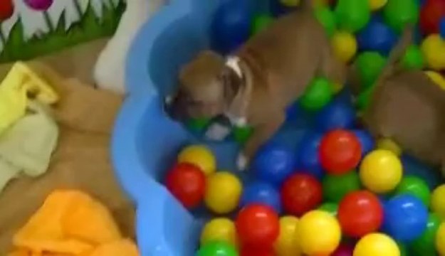 36. Chiot staffordshire bull terrier vidéo 36 de la 11ème portée de STAFFORDLAND