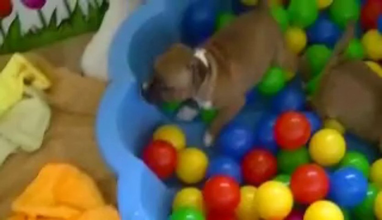 36. Chiot staffordshire bull terrier vidéo 36 de la 11ème portée de STAFFORDLAND