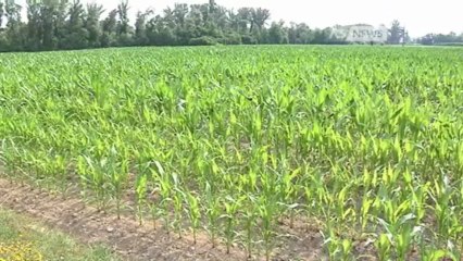 MAIS E VITE, PERDITE FINO AL 50%