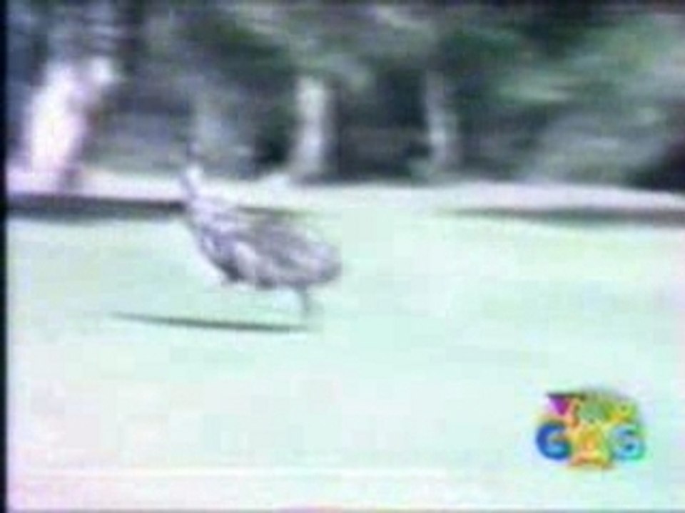 Les kangourou son des égoÏste!