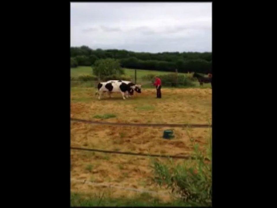 Boeufs de race Breton Pie Noir en cours de dressage dans la Sarthe en 2013