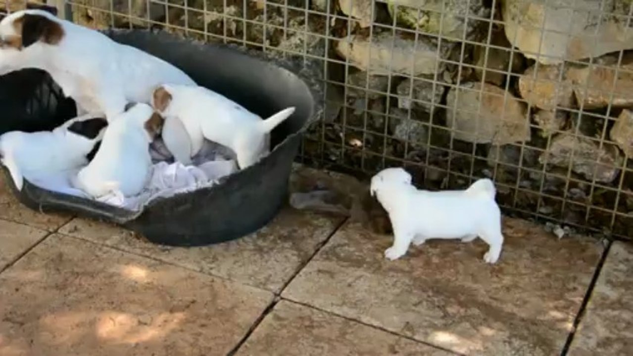 1ère sortie des chiots de Gin Fizz et Floyd de la Plaine des Oliviers