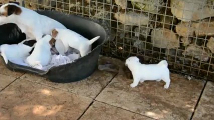 1ère sortie des chiots de Gin Fizz et Floyd de la Plaine des Oliviers