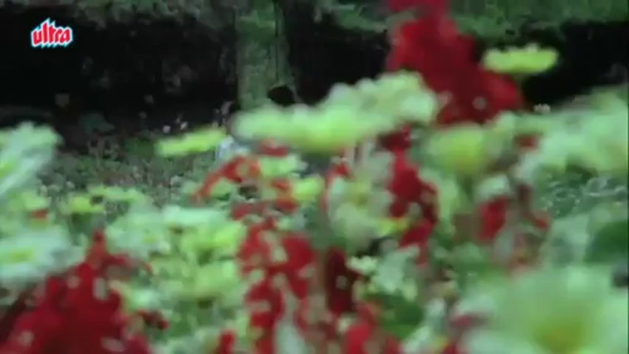 Main Tere Saath Hoon, Meenakshi Sheshadri, Akbar Khan, Swati, Love Song