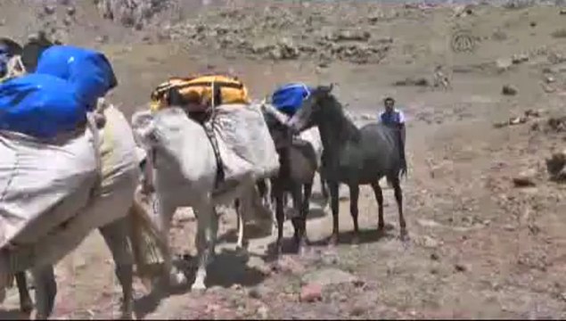 Katırlar turizmin hizmetinde