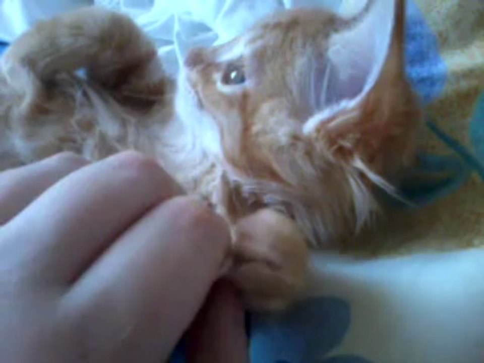 Le câlin du matin avec Orion