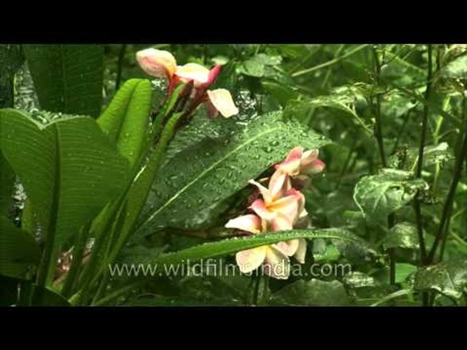 Monsoon droplets on Plumeria or Frangipani flowers