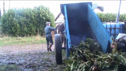 Ramassage des fanes de betteraves avec deux boeufs Normands en Seine-Maritime, 2012