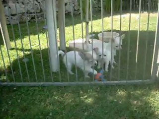 20 juillet 2013 : 13 semaines