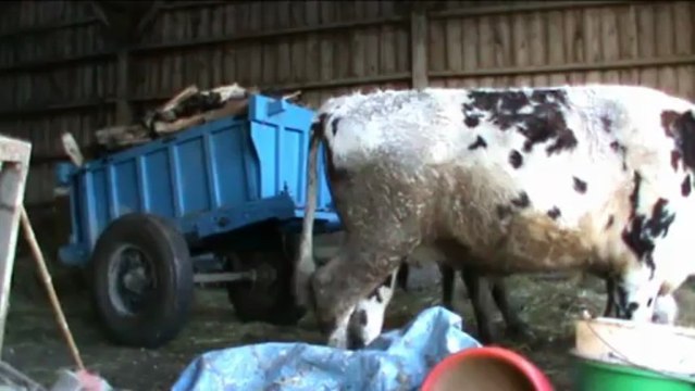 Transport de bois de chauffage avec deux boeufs Normands, Seine-Maritime, 2012