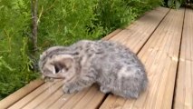 Macrory Nike 8 weeks Scottish Fold