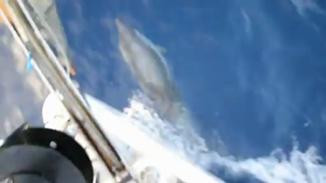 Dauphins