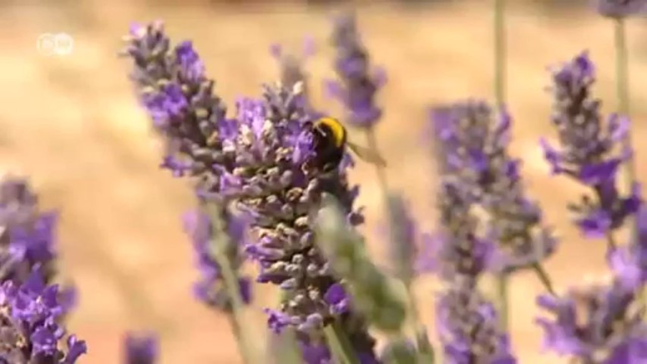 Euromaxx highlights vom 20.07.2013 | Euromaxx