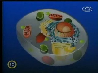 Milníky vědy a techniky - buňka, Y Cajal