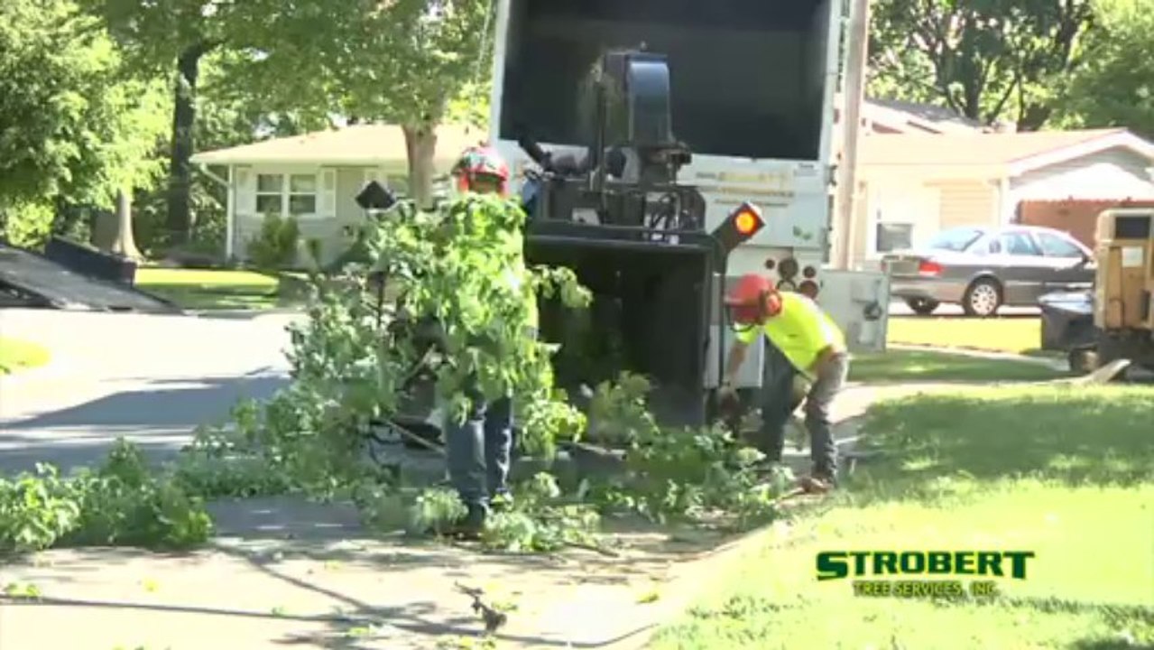Tree Removal in Newark Delaware by Strobert Tree Services