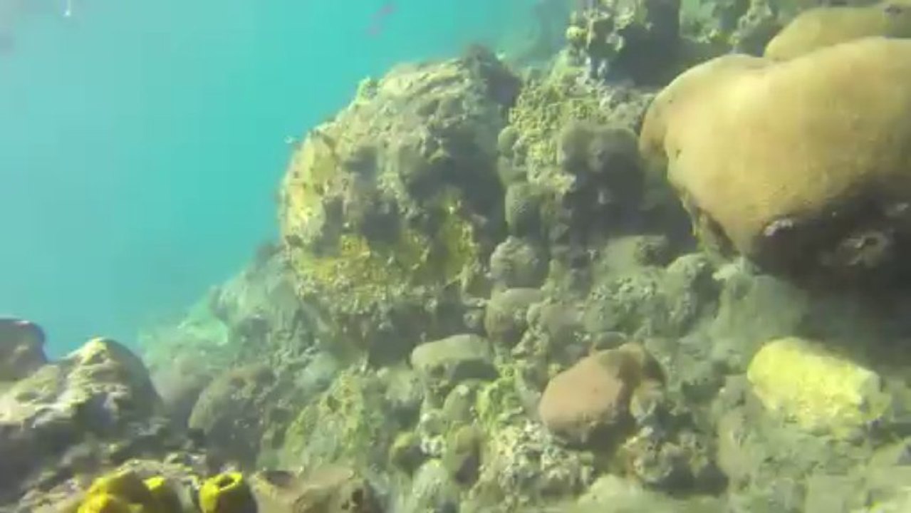 Snorkeling malendure