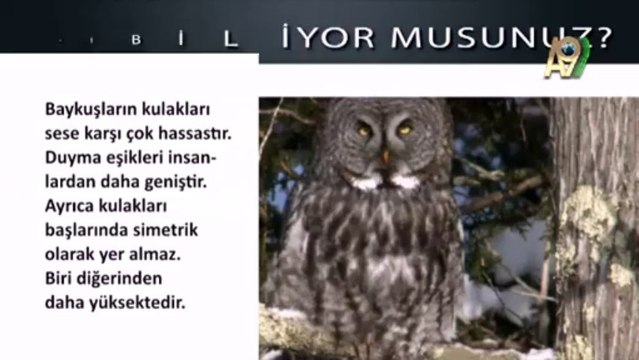 Baykuşların kulaklarının sese karşı çok hassas olduğunu biliyor muydunuz- Video