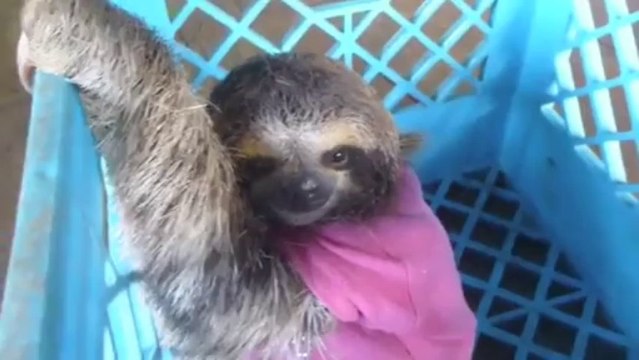 Jungle explorer meets baby sloths