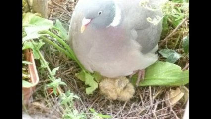 Pigeon ramier 1 juin 2013