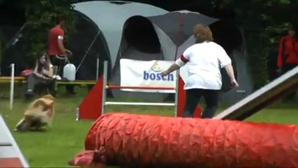 Cathy et Gust GPF concours agility Sarreguemines 29/06/2013