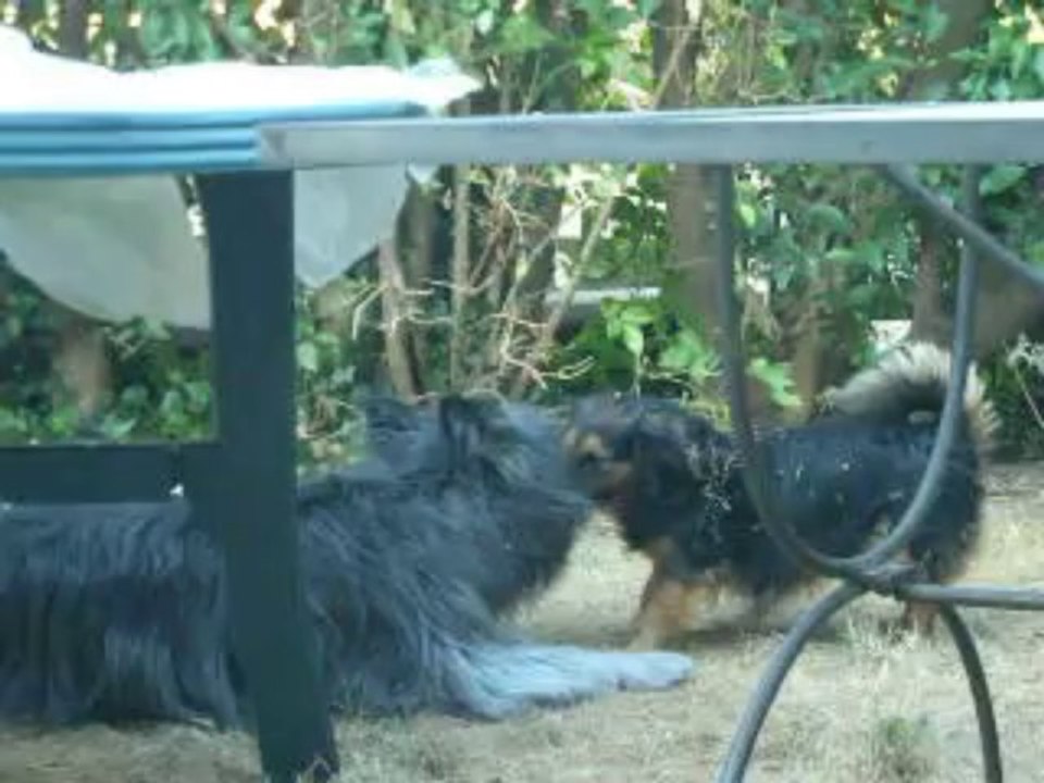 chiens complices