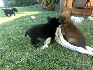 les chiots s'amusent