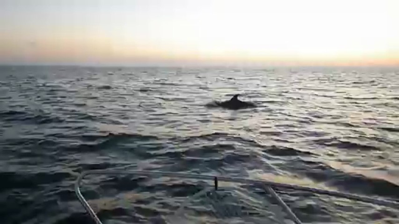 Escorte des dauphins