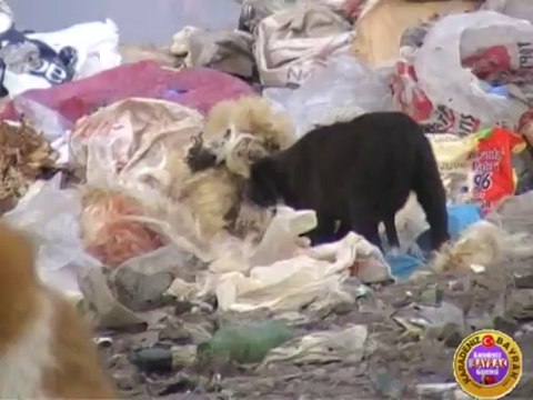 Ordu -Gölköy çöp alanı