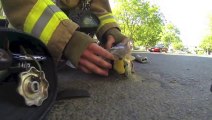 Sauvetage d'un chaton trop mignon par un pompier américain lors de l'incendie d'une maison !!