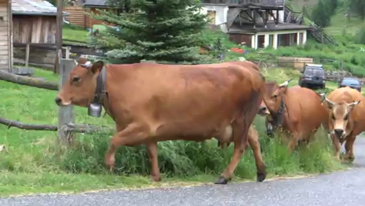 Les vaches de Fifi rentrent à l'étable