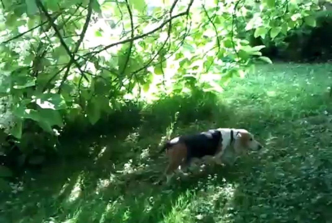 On cherchait Pluton et Warick qui étaient tranquillement en balade dans le jardin!