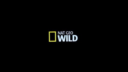 Capacetinhos de Futebol Americano [Vinheta NatGeo Wild]