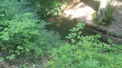 Zeppo Swims Four Hours