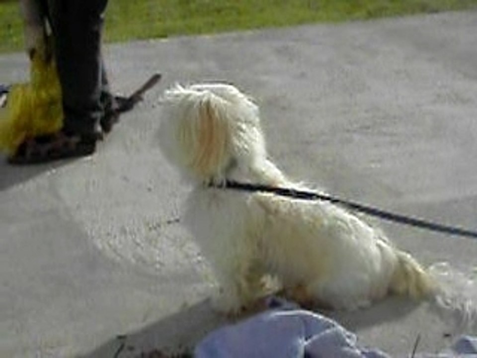 Un chien perdu