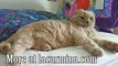Scottish Fold Munchkin cat, cutest cat ever, British Shorthair folded ears kitten Basil Farrow