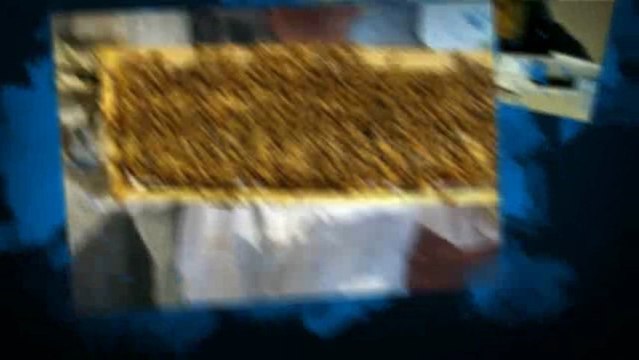 Los Angeles Bee Removal Service