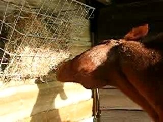 La gymnastique du foin...